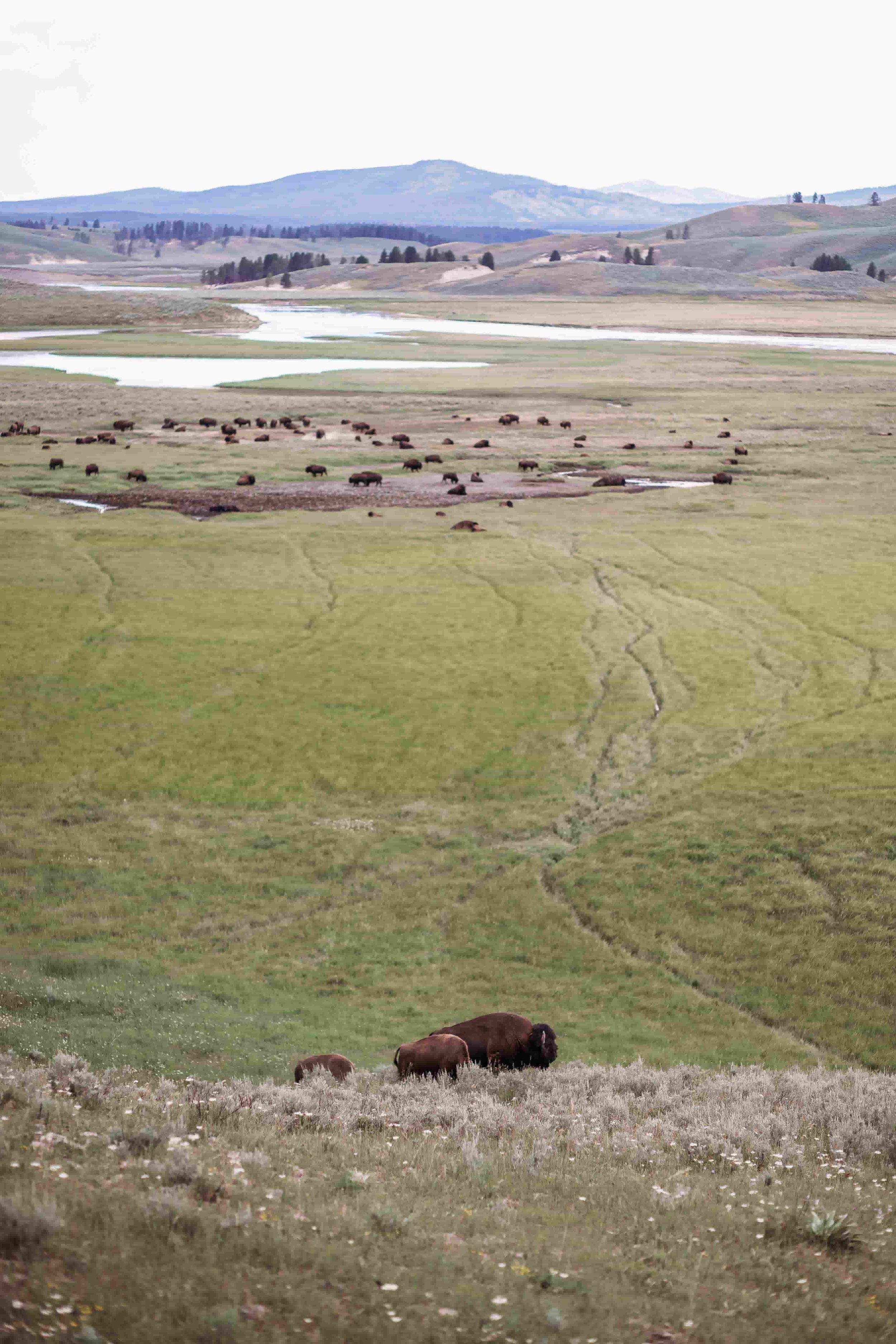 Yellowstone Hayden Valley6.jpeg