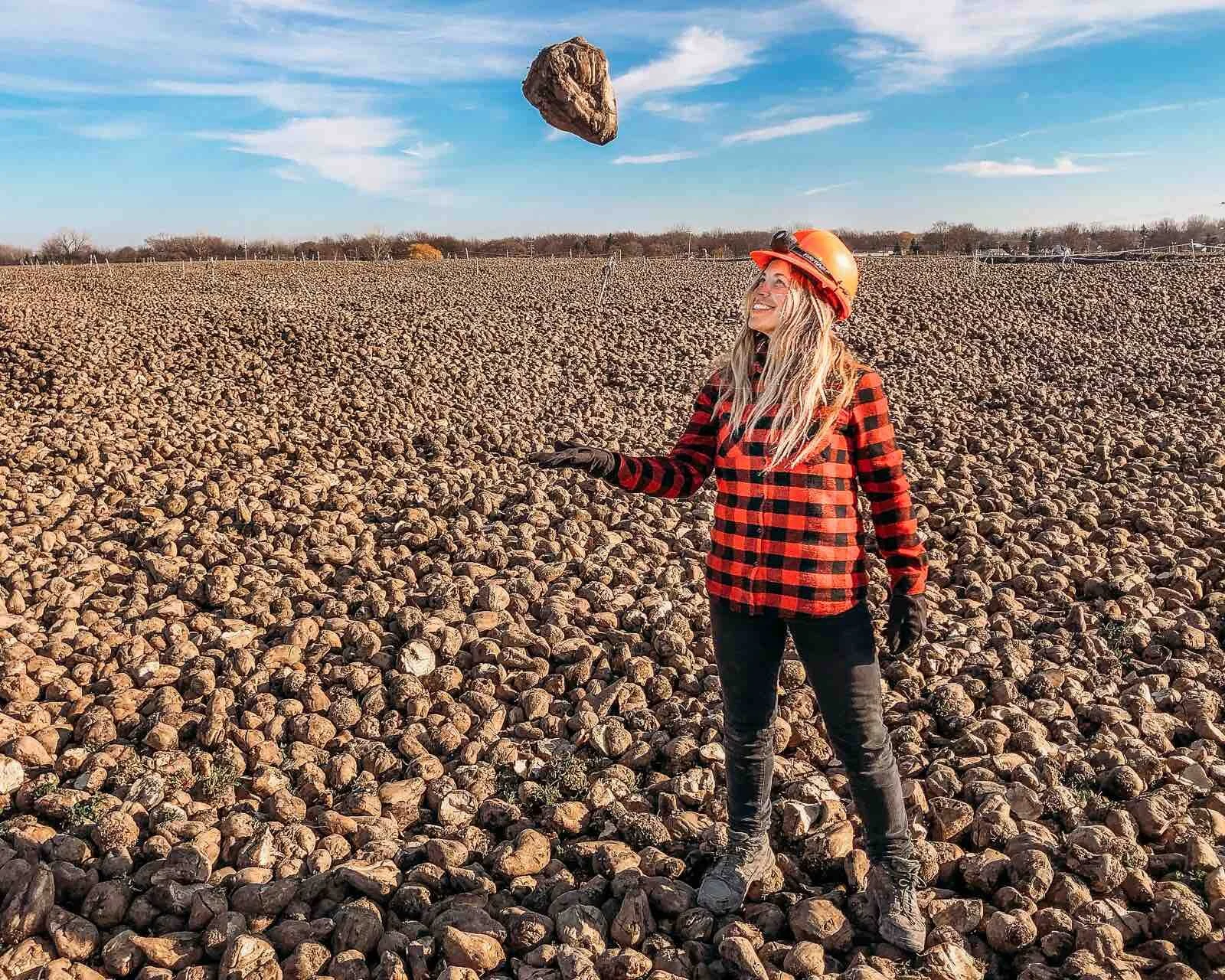 Seasonal Work - Sugar Beet Harvest