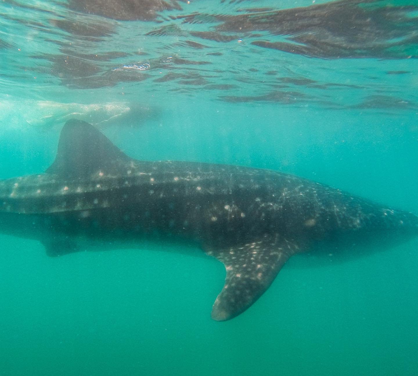 Swimming with whale sharks in la paz, bcs00002.jpg