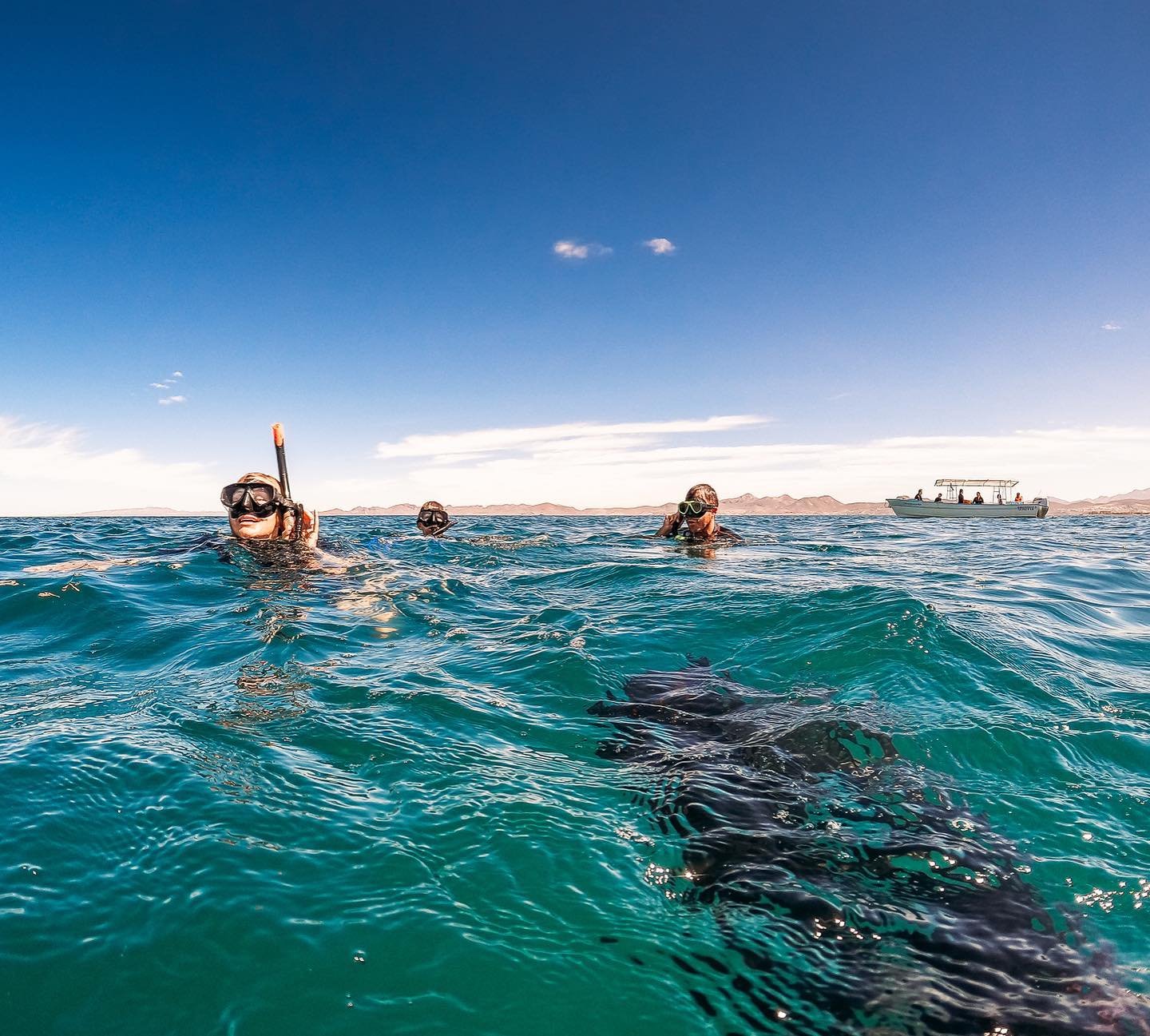 Swimming with whale sharks in la paz, bcs00003.jpg
