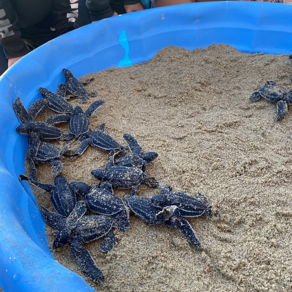 Best things to do in Baja California.012.jpeg