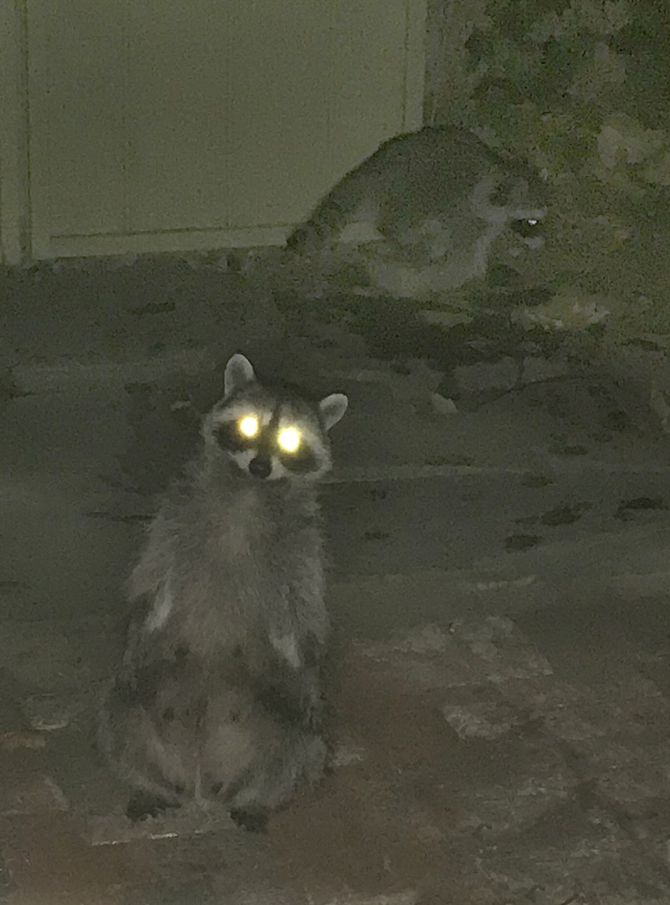 RS_RaccoonOnMyPatioA121920.jpg