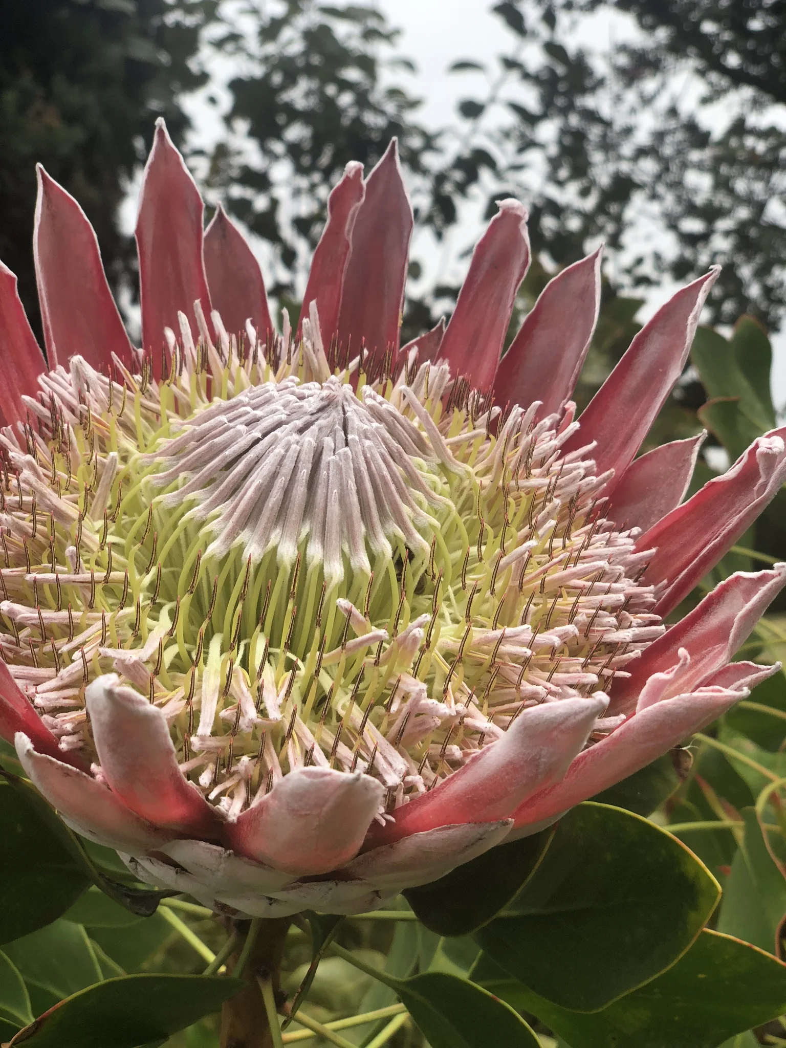 King Protea