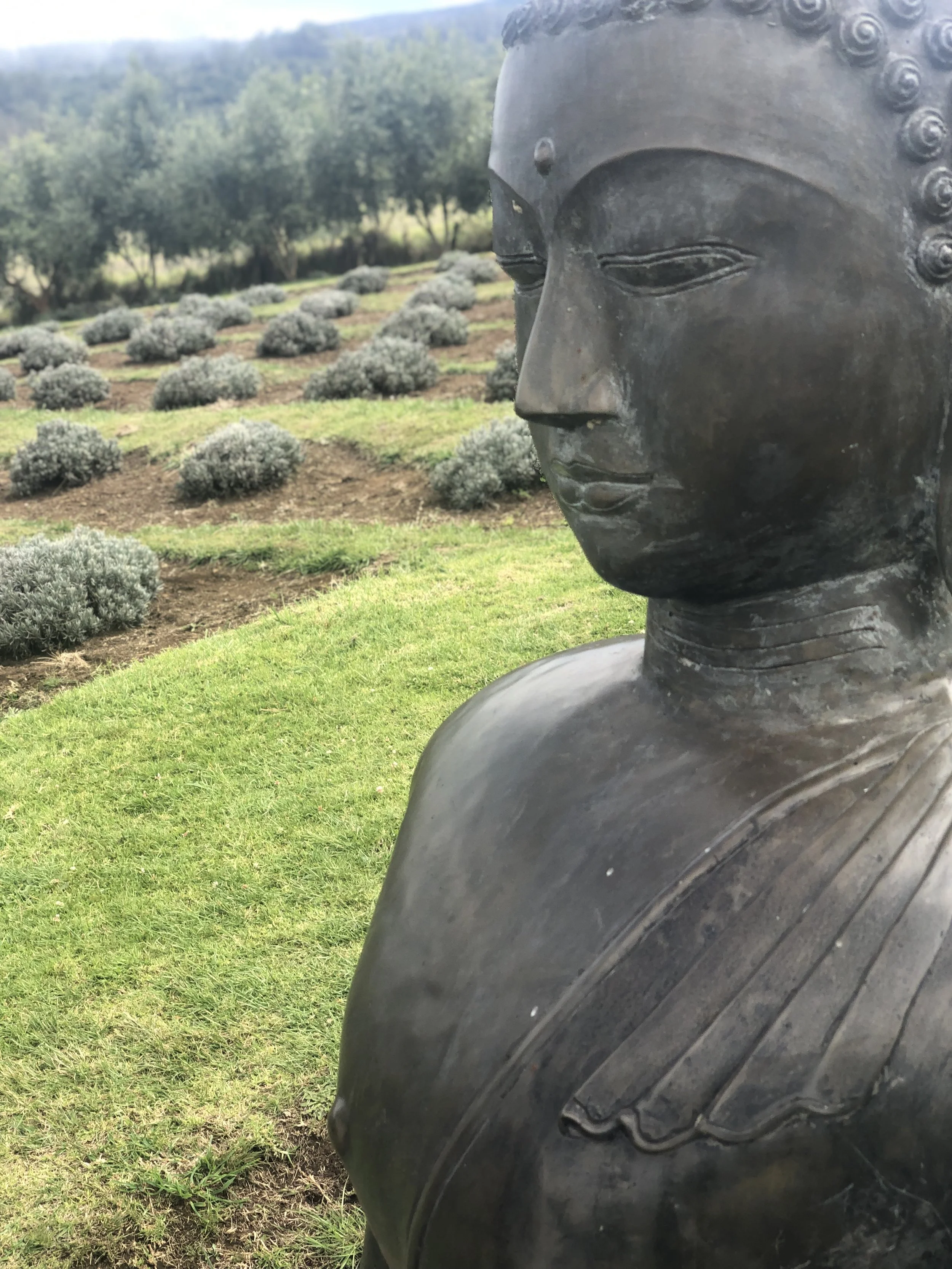 Alii Kula Lavender Farm