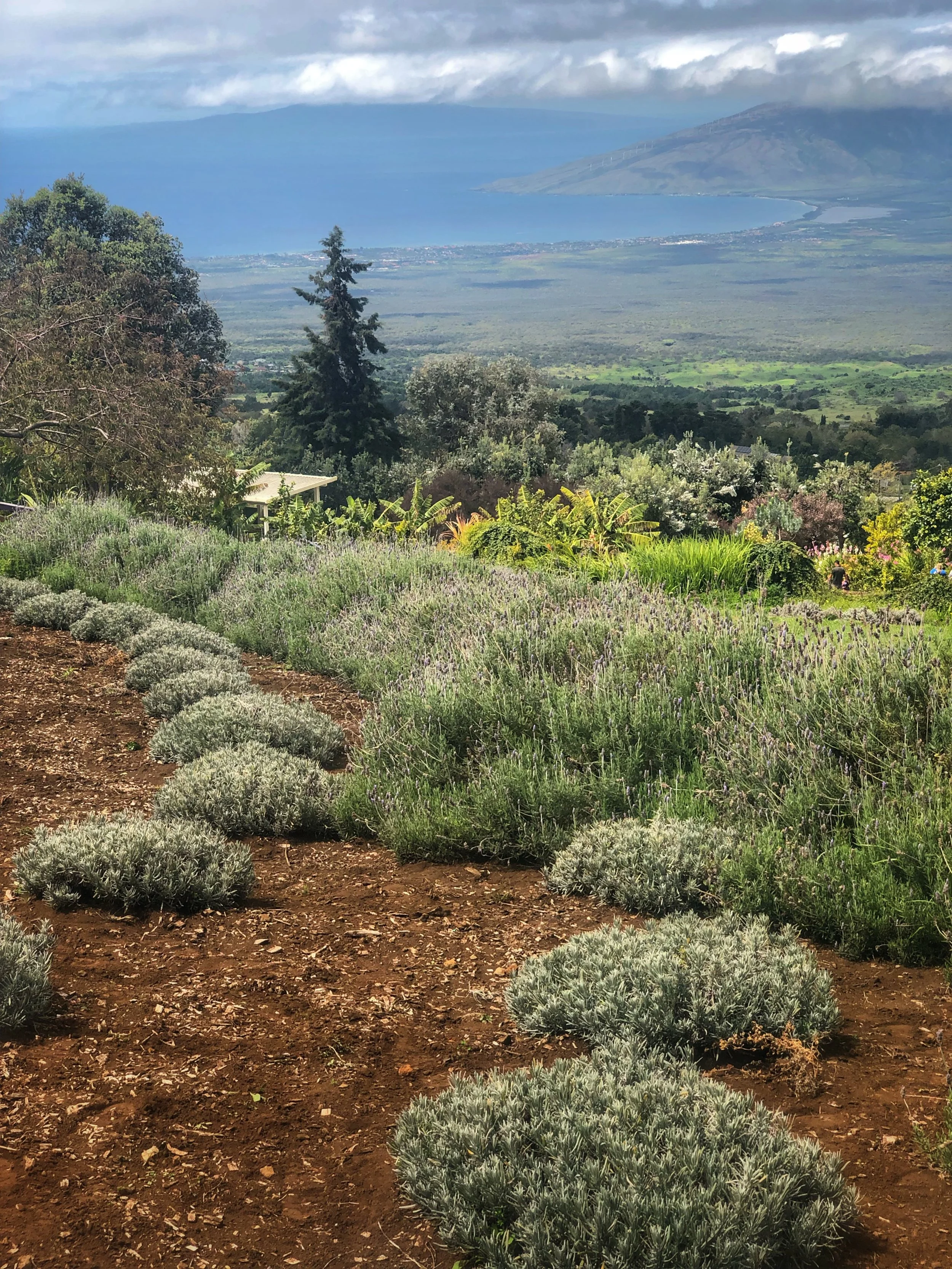 Alii Kula Lavender Farm