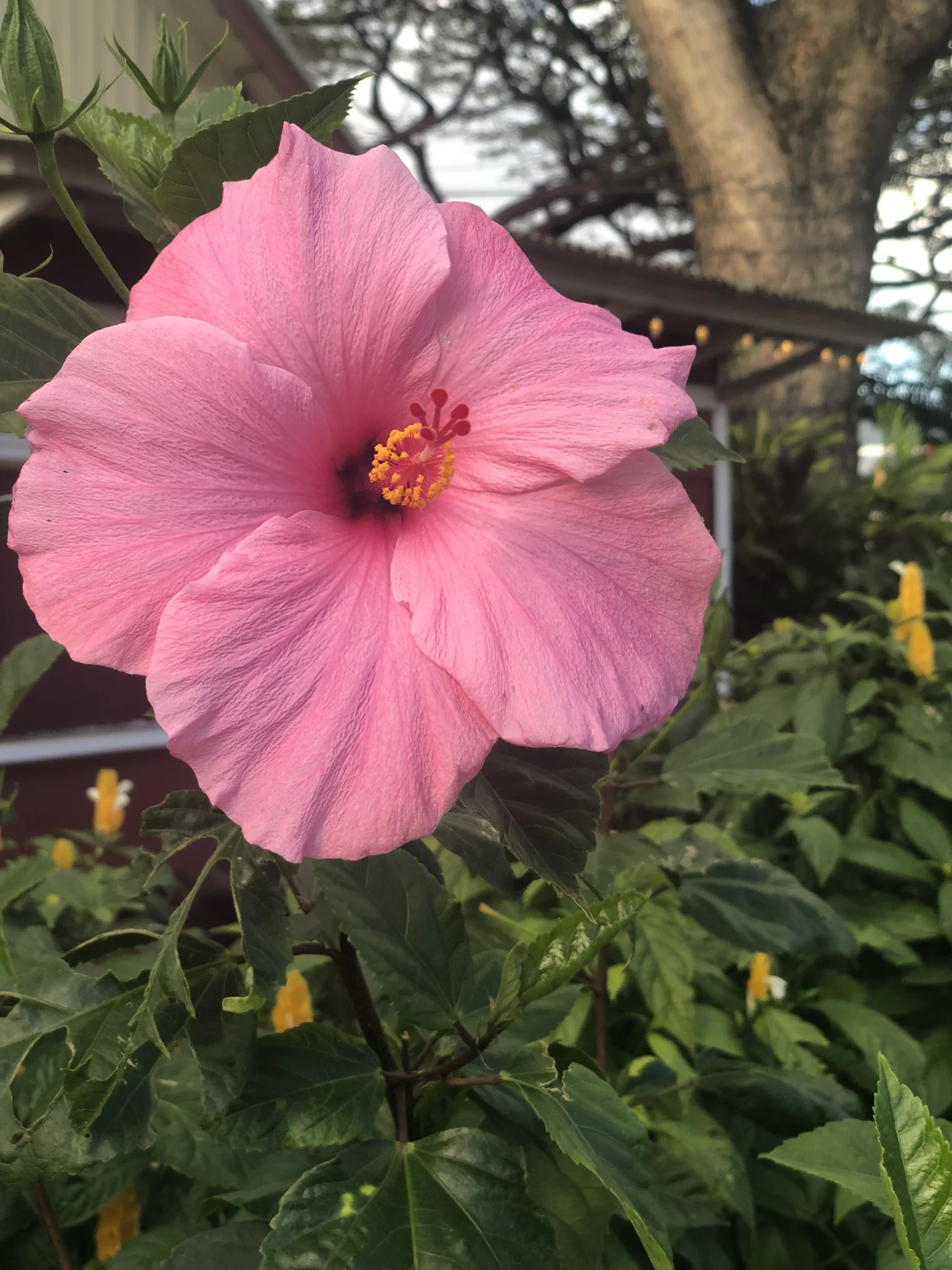 Hibiscus (Koloa)