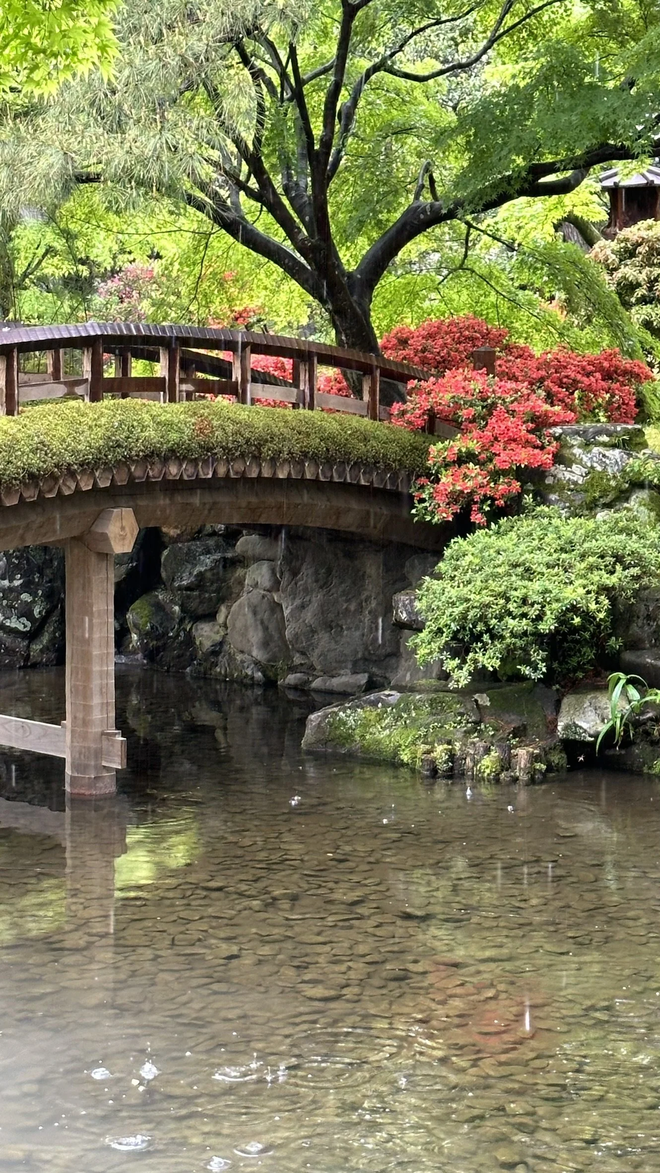 Oikeniwa (Kyoto Imperial Palace)