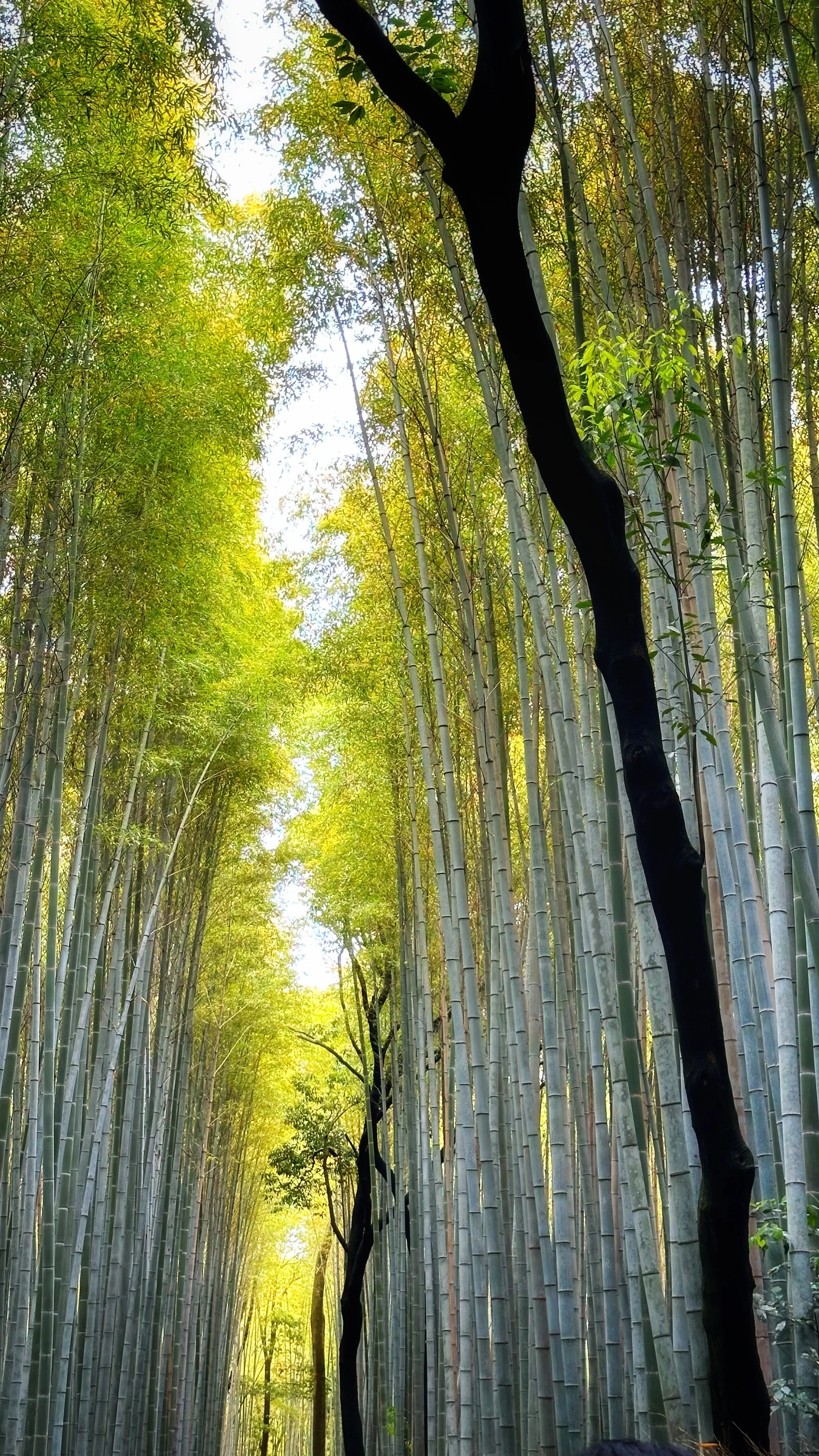 Arashiyama Bamboo Forest