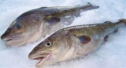 Alaskan Cod (Filet) $23.00/lb)