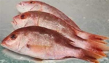 American Red Snapper (Whole Fish 2-4lbs $25.00/lb)