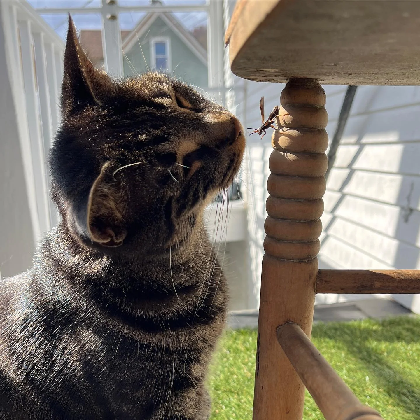 These wasps hang out on the porch this time of year. They are huge and scary-looking and just bumble around, never a sting in 3 years. I love watching the interplay between them and Sebastian. He never tries to eat or kill them, but often simply seem
