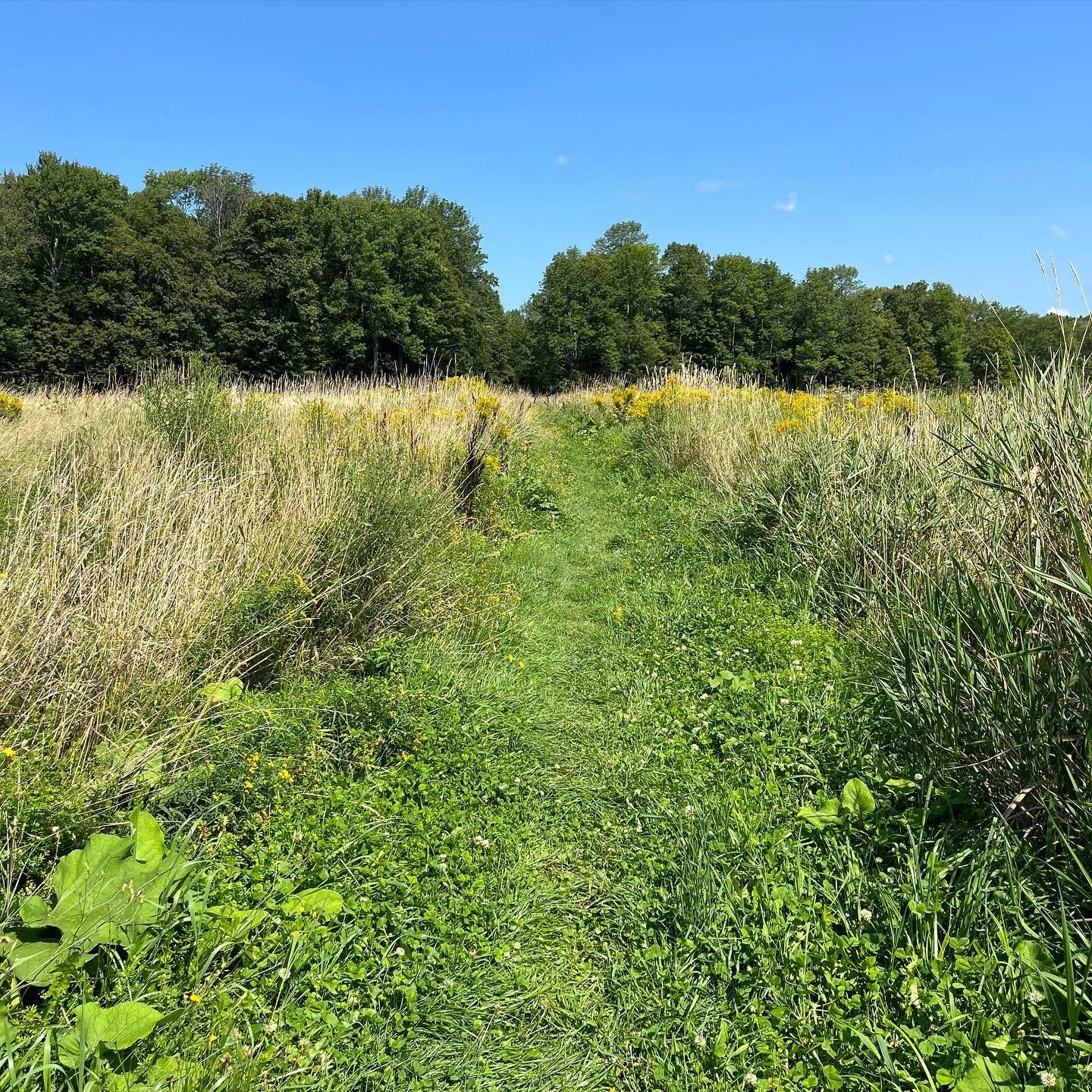 The weekend&hellip; wandering, picnic, cat-life, (brunch with my favorite aunt ❤️ not-pictured), and trying to deal with achilles tendon pain&hellip; I&rsquo;m almost feeling ready to take on the upcoming week.