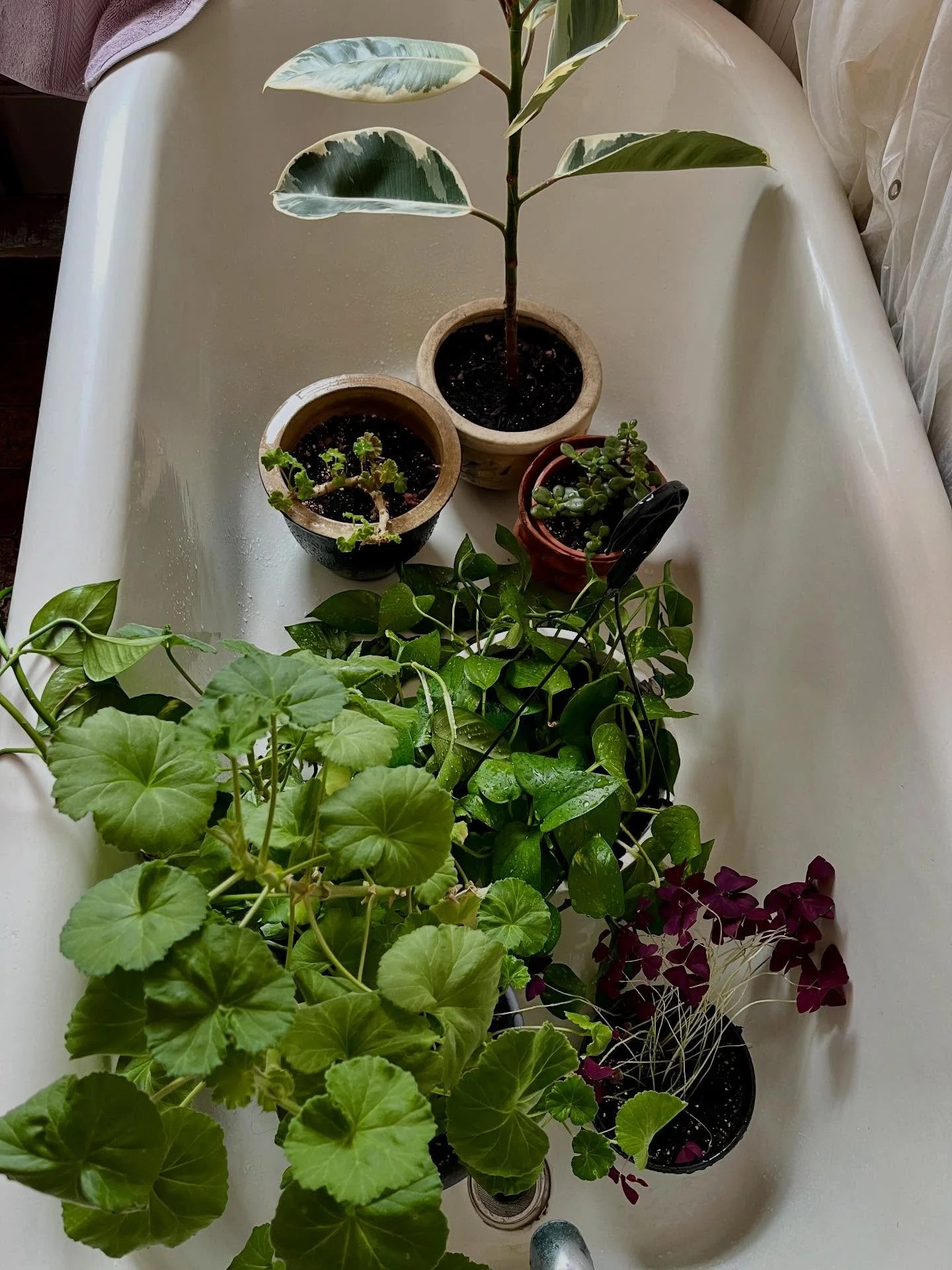 So many things that are Good. I&rsquo;m trying to not take anything for granted these days. 

#littlethingsarebigthings #gowateryourplants #makesomething #daydream