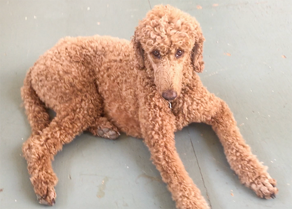 x-Screen Shot 2018-08-20 at 10.20.43 AM copy.png