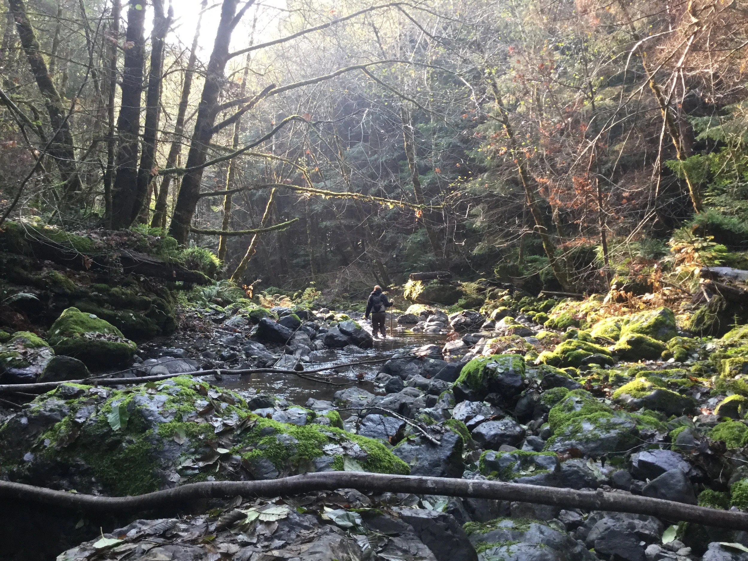 On the prowl for spawning salmonids and their redds. South Fork Garcia River, Mendocino County.