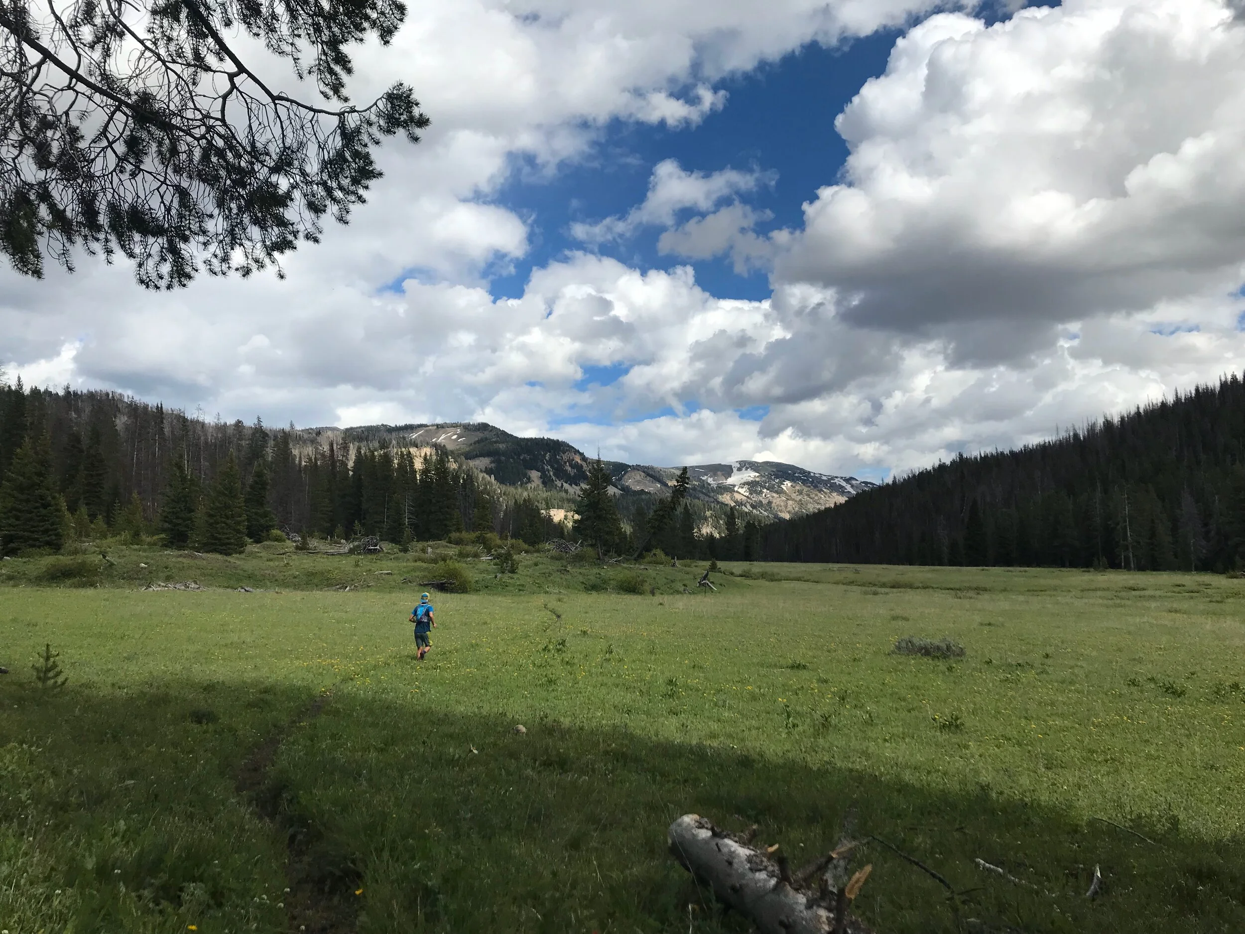 The meadows and forests of the upper Gallatin River