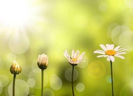 daisyflower.jpg