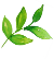 sprigs_leaf small.png