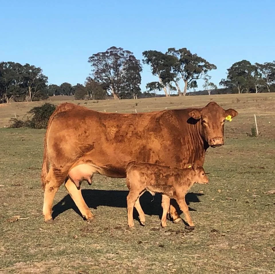 Dam of Leon at 8yo