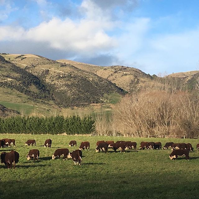 Bulls loving a brief change of diet #nzherefords #herefords #sgl #whitefaceadvantage #nzfarming #salesept26th