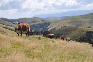 Finished weaning before Easter and got the girls out on the hill for the winter- didn’t expect it to arrive this week however!! #600calvingthisyear #nzherefords #whitefaceadvantage #SGL