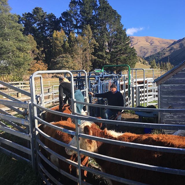 TB testing is such a hassle but great to get a clear test.  #nzherefords #whitefaceadvantage #sgl #nzfarming #fabweather