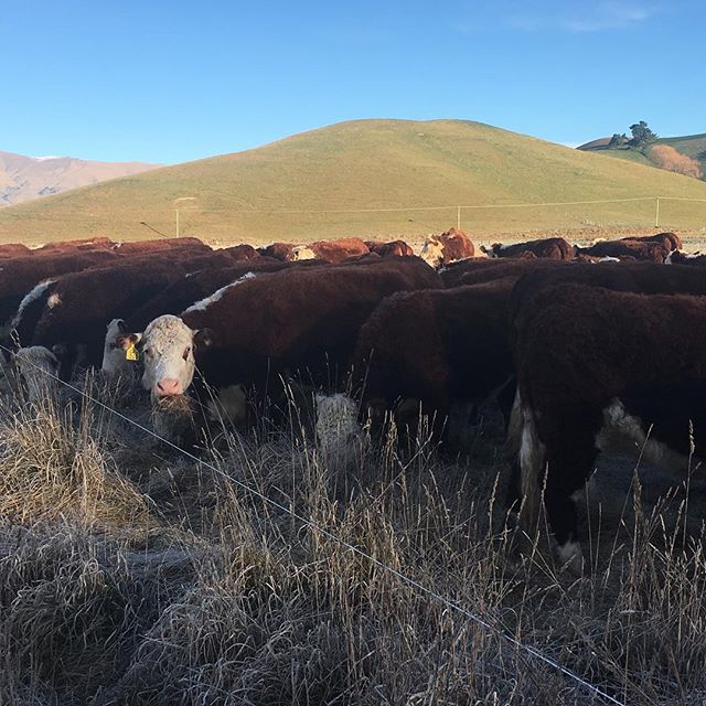 R2 heifers knocking down some rank old pasture- we&rsquo;re trying not to grow their calves at this stage! #sgl #whitefaceadvantage #nzherefords #herefords #nzfarming #standinghay