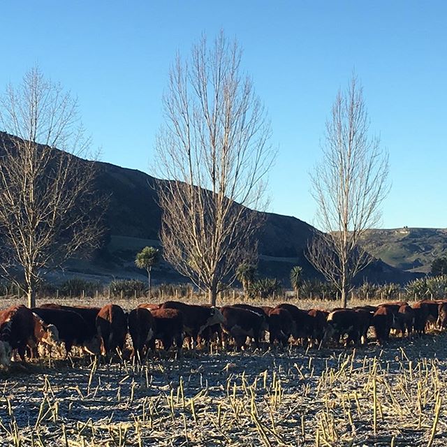 Bull calves enjoying their baleage, while the frost melts #herefords #nzherefords #sgl #whitefaceadvantage #nzfarming #eatmorebeef