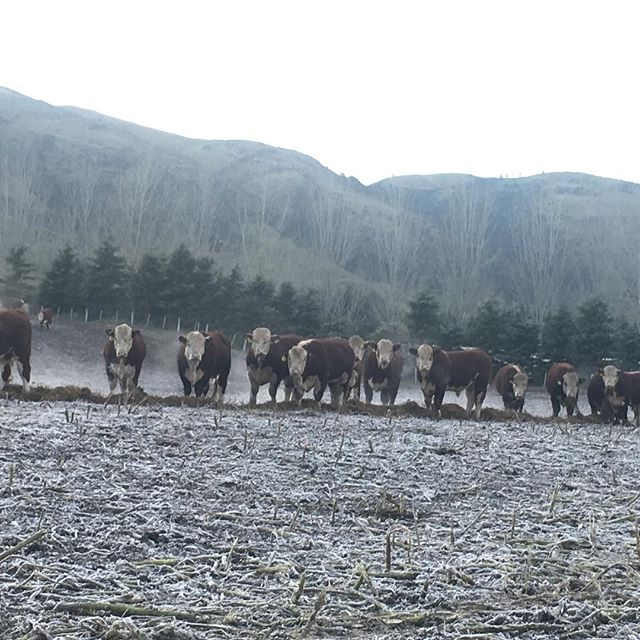 Yep it was cold shifting the breaks this morning! #whitefaceadvantage #sgl #nzherefords #nzfarming #herefords #salebulls #wintershere