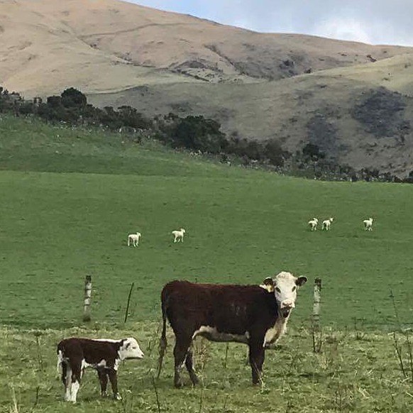 And we're off...... first calf 21 days early.... poor little heifer doesn't yet realise that she'll be heading to the Waikato for embryo work!!!