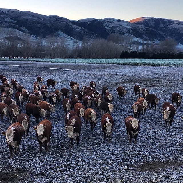 Very fresh shifting the fences this morning #salebulls #nzherefords  #sgl #whitefaceadvantage #winter