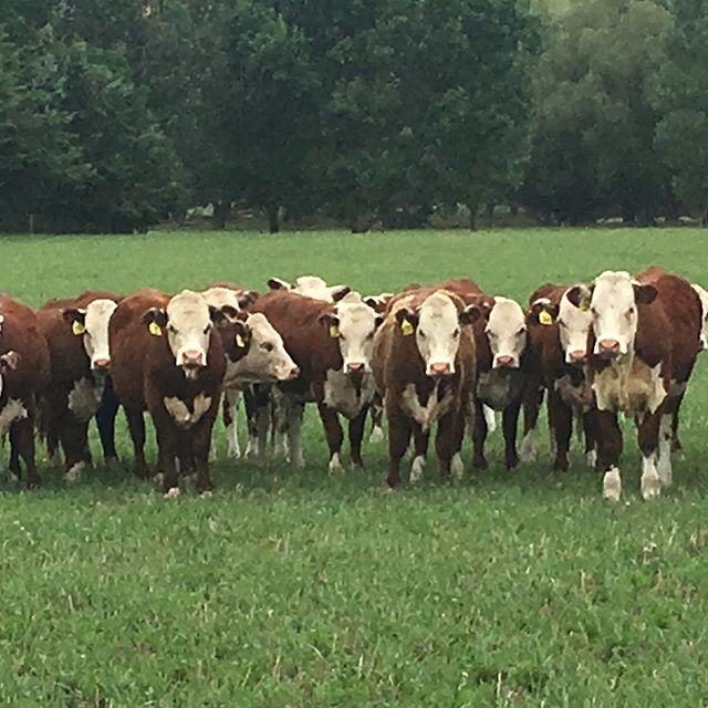 It was fantastic having LIC &lsquo;s Casey Inverarity ( Bull Acquisition Manager) and Greg Hamill (Genetics&rsquo; Business Manager) visit us last week, to check out our SGL Hereford breeding programme #SGL #whitefaceadvantage  #nzherefords