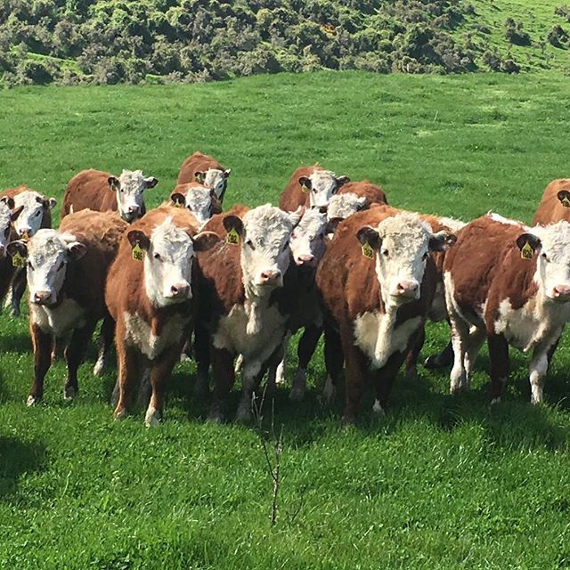 Poor wee girls get put on the back burner over the bull sale period. It&rsquo;s time to spoil them and lift them for mating in December #nzherefords #whitefaceadvantage #sgl