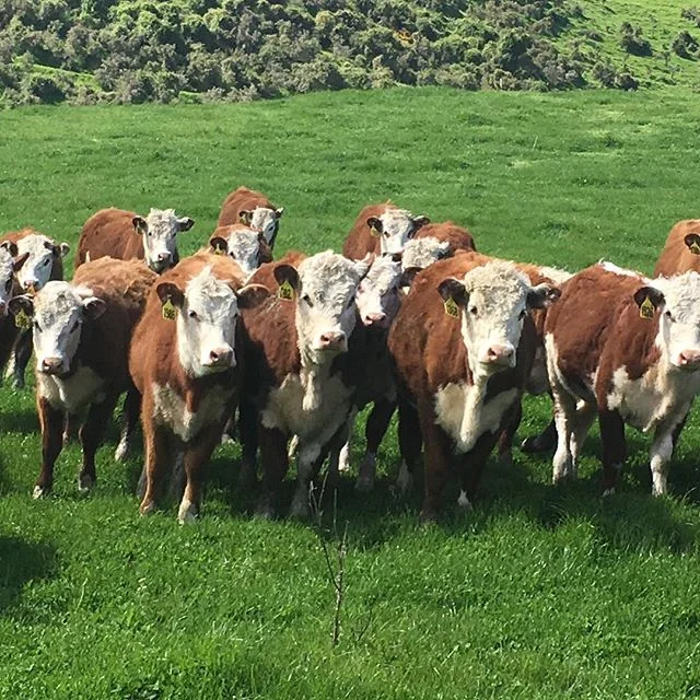 Poor wee girls get put on the back burner over the bull sale period. It’s time to spoil them and lift them for mating in December #nzherefords #whitefaceadvantage #sgl