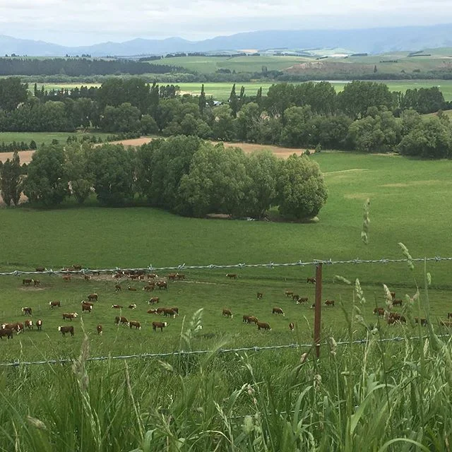 Happy Sunday #nzherefords #whitefaceadvantage #sgl