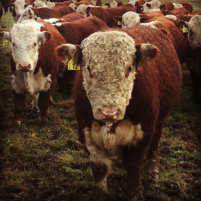 &quot; Come on open the gate!&quot;........ &quot;Yay about time!&quot; #sgl #whitefaceadvantage #nzherefords #bullsalesept27