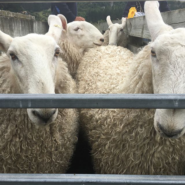 Look out Fairlie and Christchurch Shows, Shrimpton&rsquo;s Hill Border Leicester&rsquo;s are getting ready!!! #haha #ewehoggets #showteam #inthefamfor149years