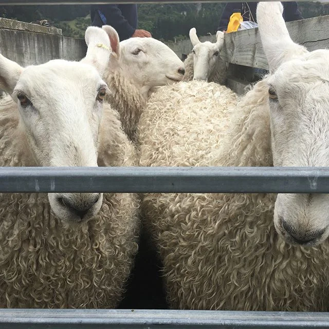 Look out Fairlie and Christchurch Shows, Shrimpton’s Hill Border Leicester’s are getting ready!!! #haha #ewehoggets #showteam #inthefamfor149years