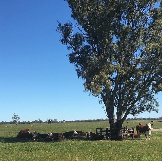 Room with a view!!Great weekend celebrating Lachy Day @dayswhiteface Bordertown, SA