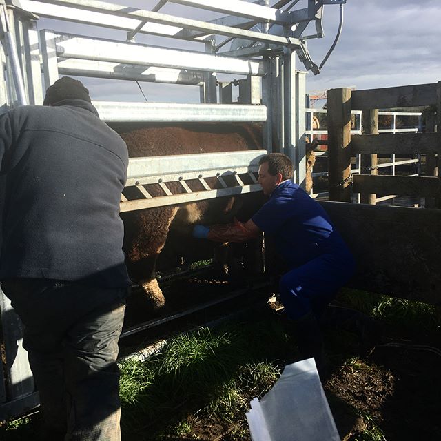 M.Bovis tested the sale bulls using a penile swab and we are very happy to report that they came back clear!!! 175 R2 Bulls at auction Sept 26th. #sgl #nzherefords #whitefaceadvantage #nobovis #nzfarming