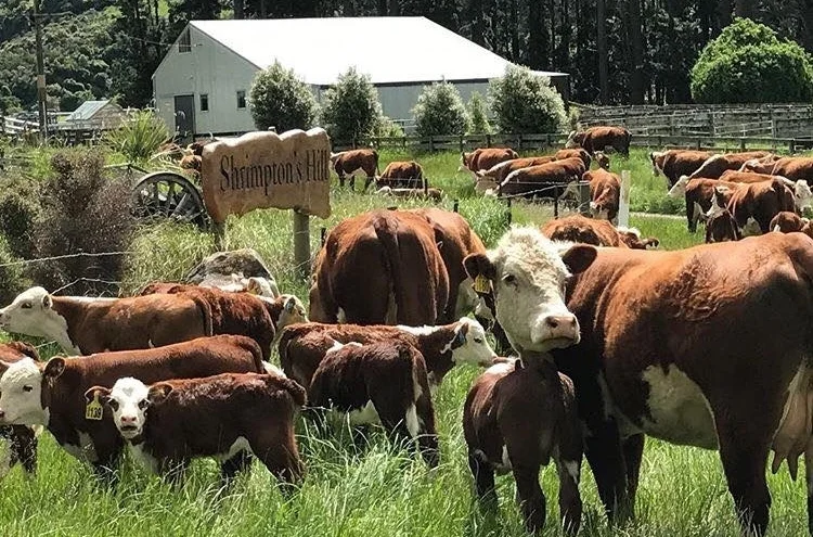 Shrimptons Hill Herefords .jpg