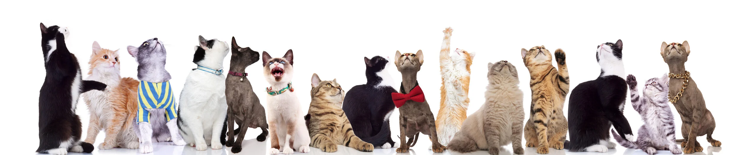 TWO TOP VETERINARIANS WANTED TO FIND OUT, so they PROPERLY FITTED 500 cats                    with either a BREAKAWAY or a BUCKLE COLLAR and tracked them for  6 MONTHS.