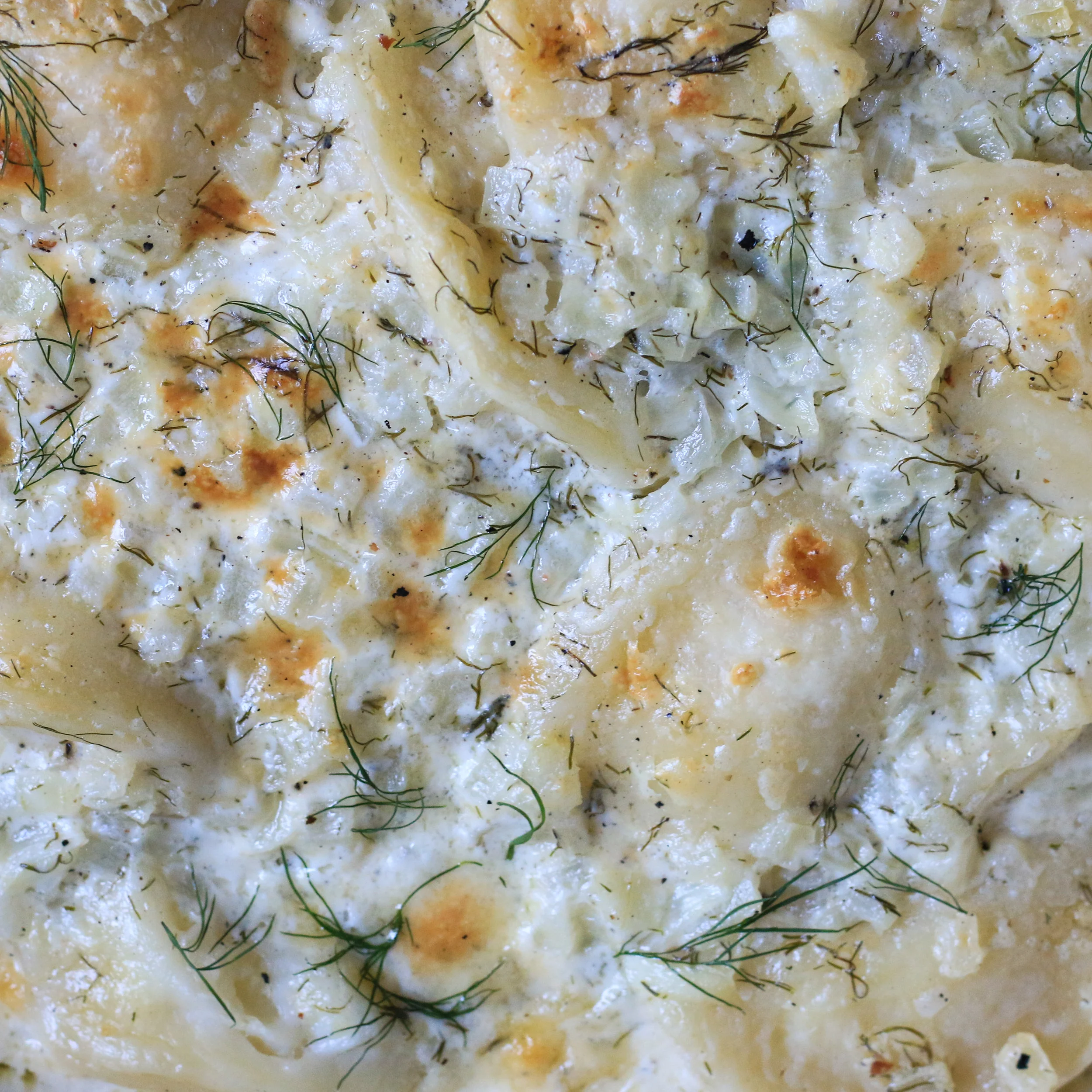 Homemade+Perogies+Baked+in+a+Creamy+Dill+Sauce-1.jpg