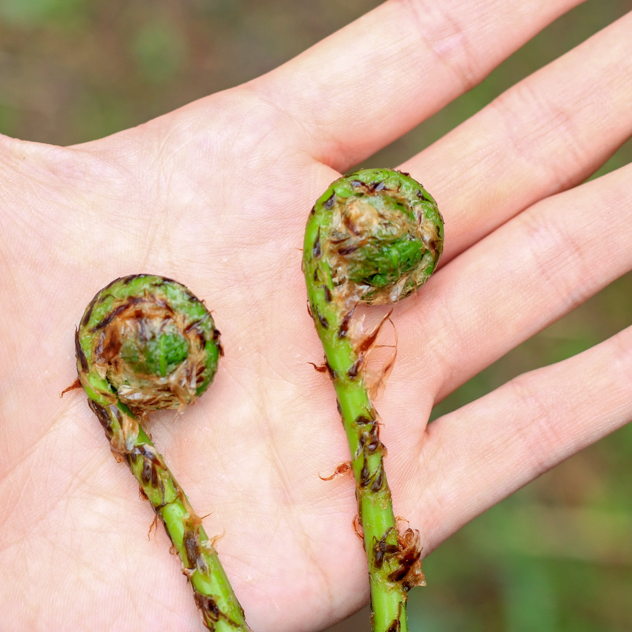 Foraged Fiddleheads