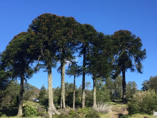 Bosque de Araucarias, Araucanía, Chile. Foto: Bruno Solari