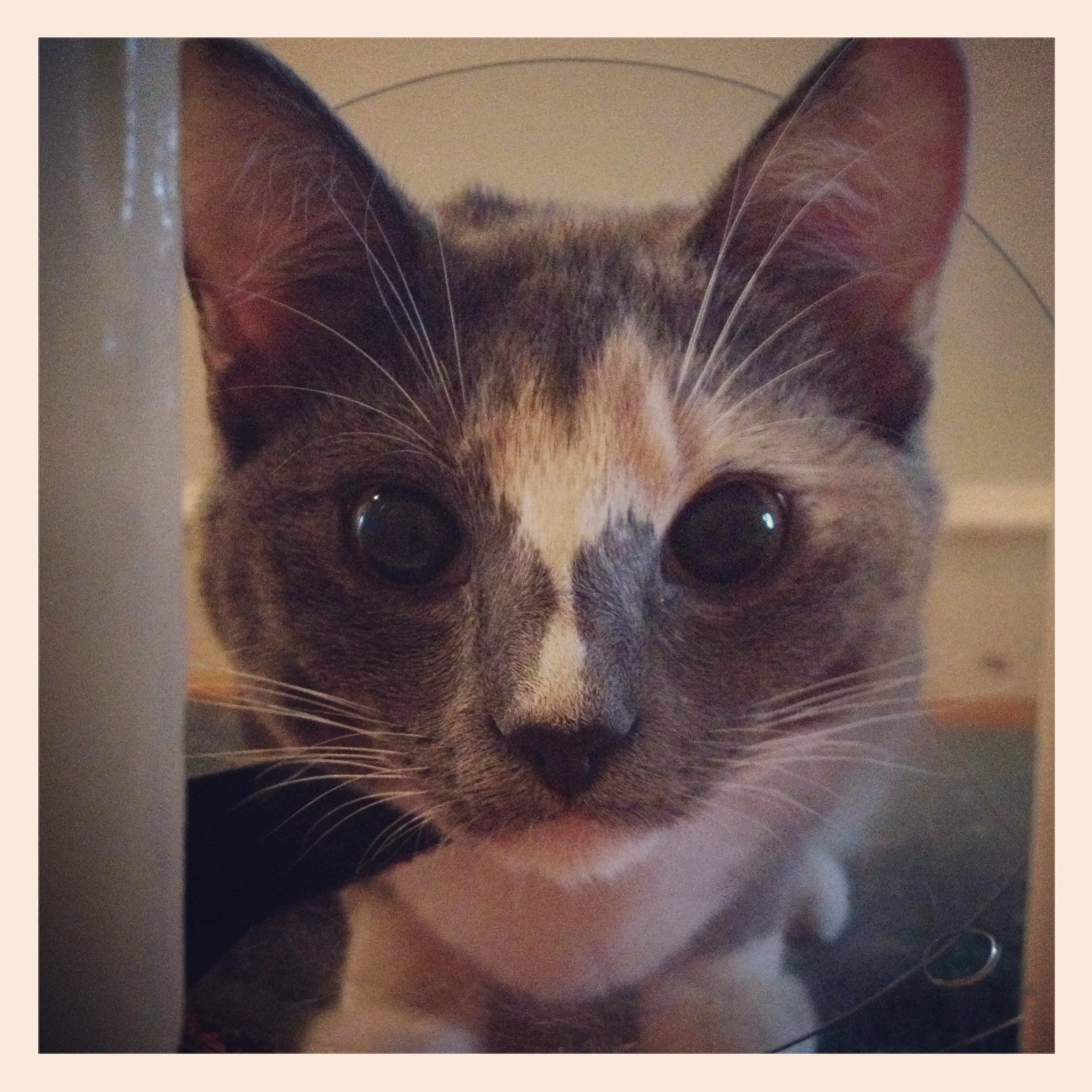 What makes your heart melt?