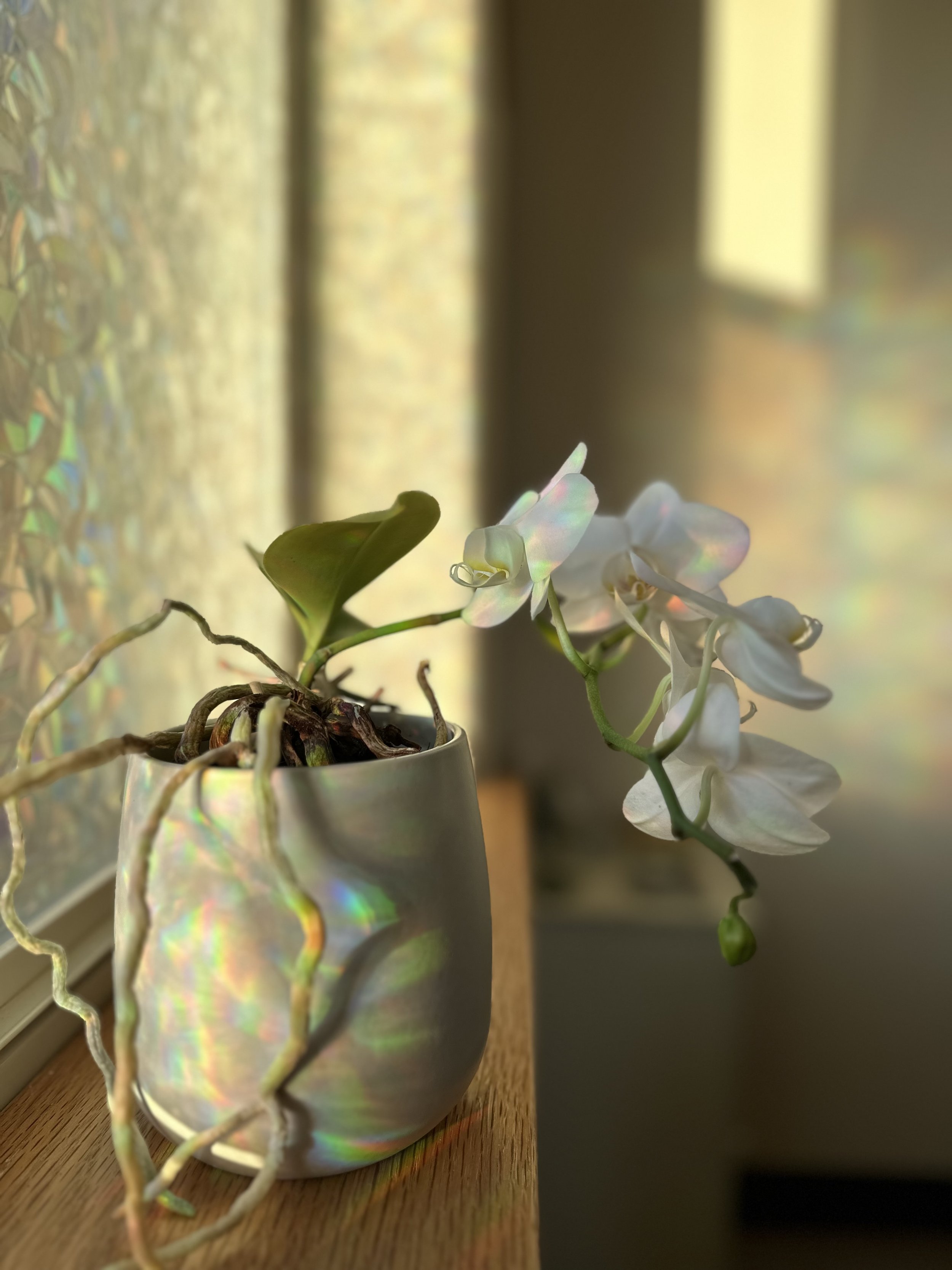 IMG_7356.jpeg