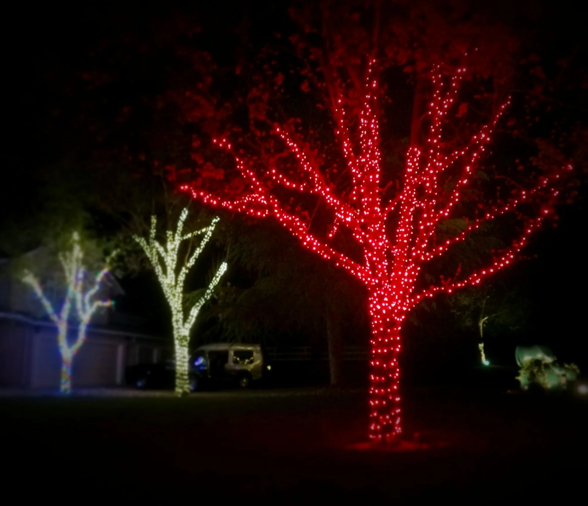 Residential Colored Tree Lighting