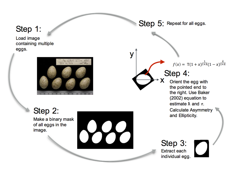 Eggxtractor.png