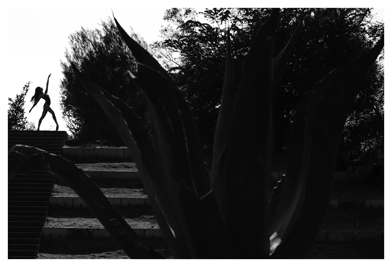 maguey.jpg